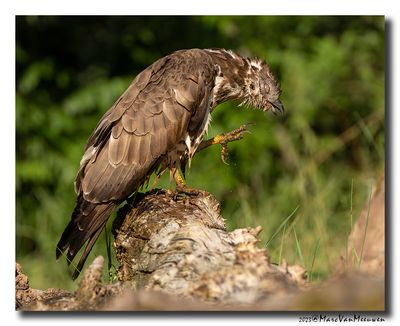Wespendief - Honey-buzzard
