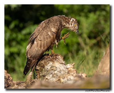 Wespendief - Honey-buzzard