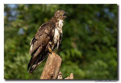 Wespendief - Honey-buzzard