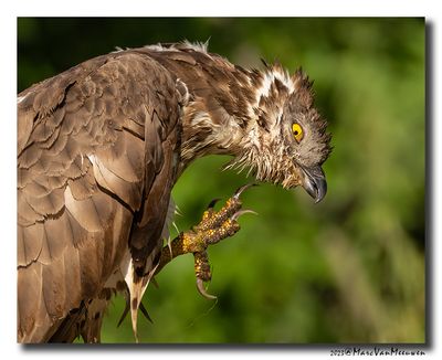 Wespendief - Honey-buzzard
