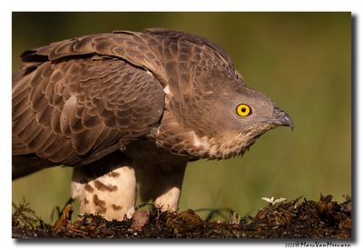 Wespendief - Honey-buzzard