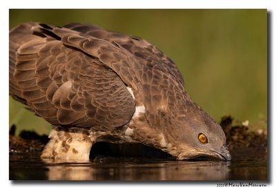 Wespendief - Honey-buzzard