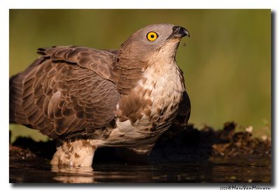 Wespendief - Honey-buzzard