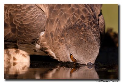 Wespendief - Honey-buzzard