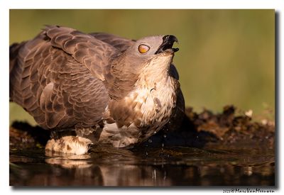 Wespendief - Honey-buzzard