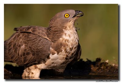Wespendief - Honey-buzzard