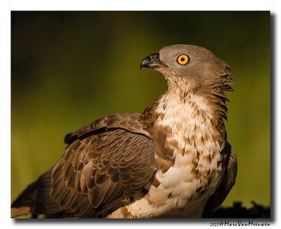 Wespendief - Honey-buzzard