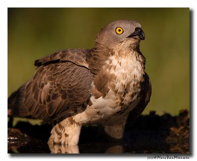 Wespendief - Honey-buzzard