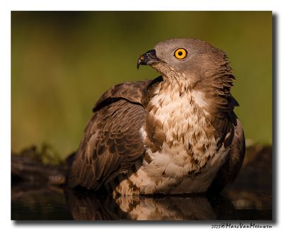 Wespendief - Honey-buzzard