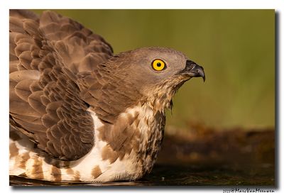 Wespendief - Honey-buzzard