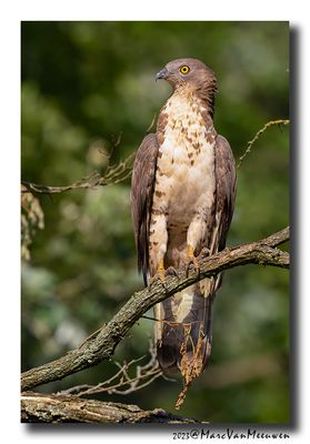 Wespendief - Honey-buzzard