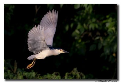 Kwak - Black-crowned Night-Heron