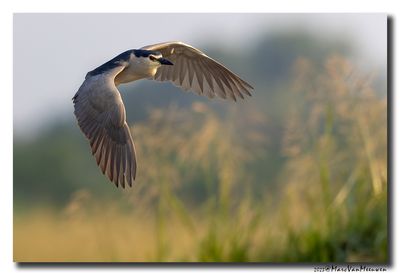 Kwak - Black-crowned Night-Heron