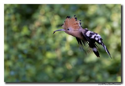 Hop - Hoopoe
