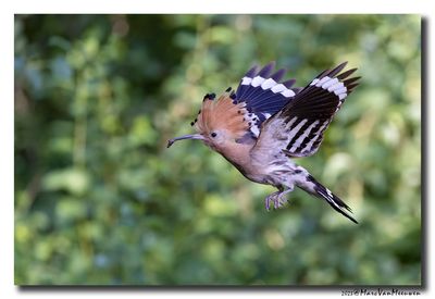 Hop - Hoopoe