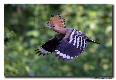 Hop - Hoopoe