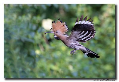 Hop - Hoopoe