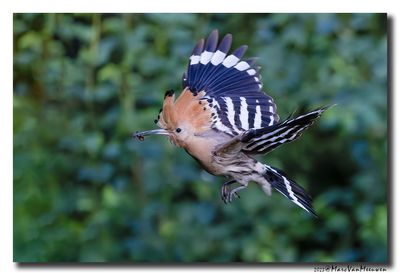 Hop - Hoopoe