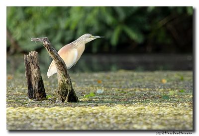 Ralreiger - Squacco Heron