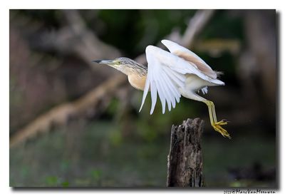 Ralreiger - Squacco Heron