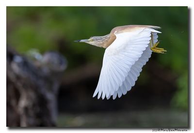 Ralreiger - Squacco Heron