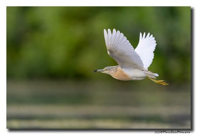 Ralreiger - Squacco Heron