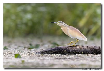 Ralreiger - Squacco Heron