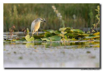 Ralreiger - Squacco Heron
