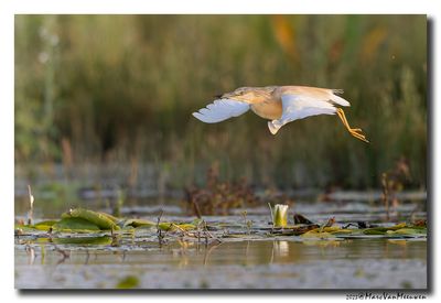 Ralreiger - Squacco Heron