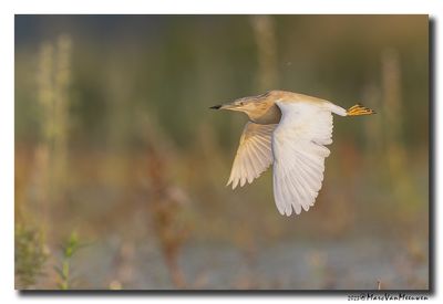 Ralreiger - Squacco Heron