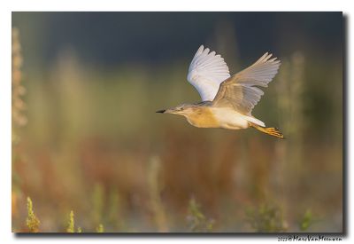 Ralreiger - Squacco Heron