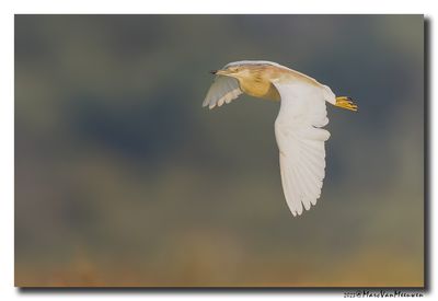 Ralreiger - Squacco Heron