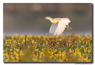 Ralreiger - Squacco Heron