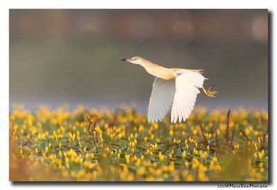 Ralreiger - Squacco Heron