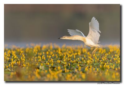 Ralreiger - Squacco Heron