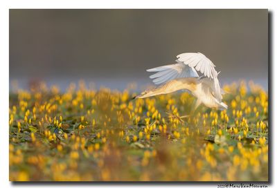 Ralreiger - Squacco Heron