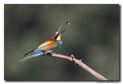 Bijeneter - Bee-eater