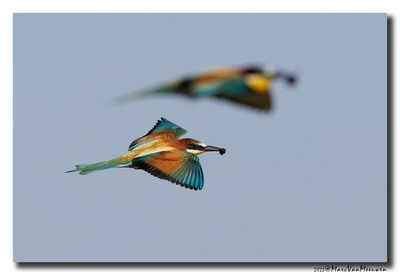 Bijeneter - Bee-eater