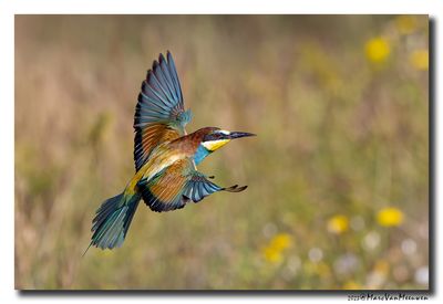 Bijeneter - Bee-eater