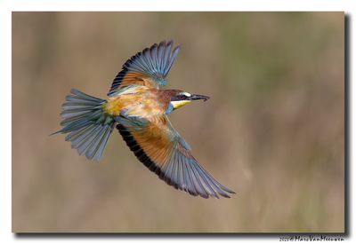 Bijeneter - Bee-eater