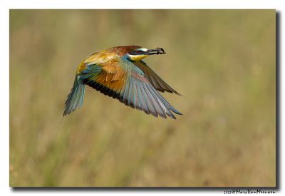 Bijeneter - Bee-eater