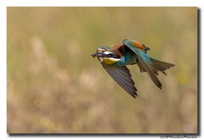 Bijeneter - Bee-eater