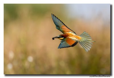 Bijeneter - Bee-eater