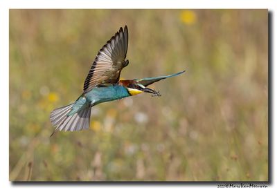 Bijeneter - Bee-eater