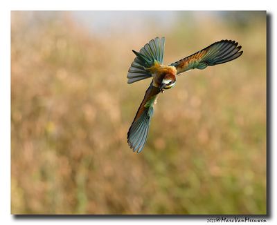 Bijeneter - Bee-eater