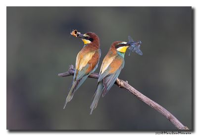 Bijeneter - Bee-eater