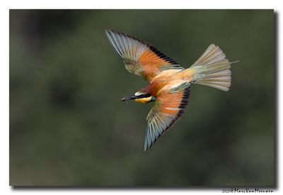 Bijeneter - Bee-eater