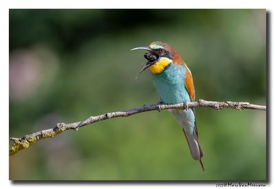 Bijeneter - Bee-eater