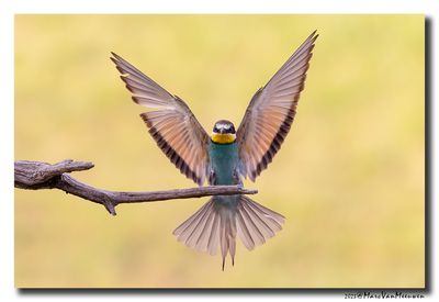 Bijeneter - Bee-eater