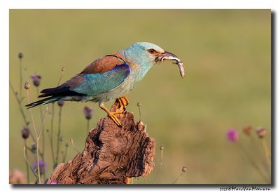 Scharrelaar-Roller